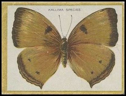 Kallima Species